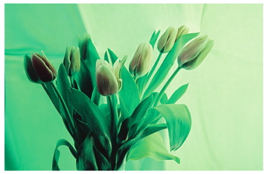 Tulips - computer art - 2005